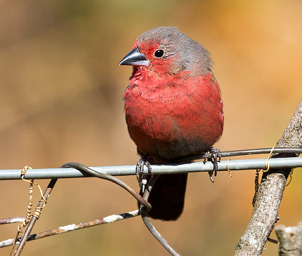 African Firefinch male